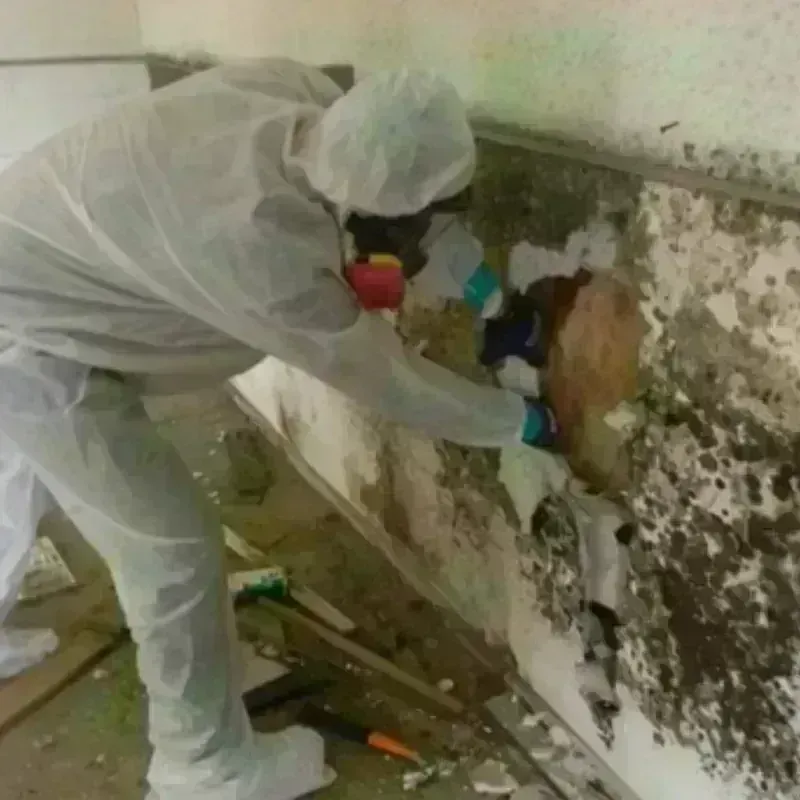 Mold Remediation and Removal in Herricks, NY